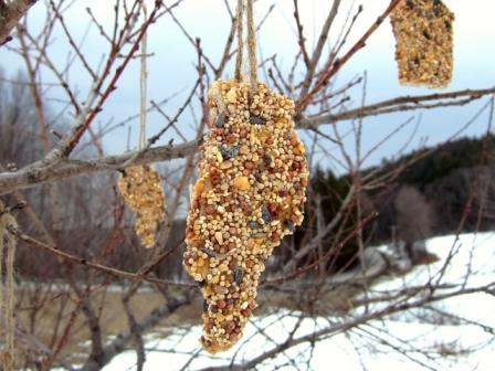 bird seed treat hanging on bush outside